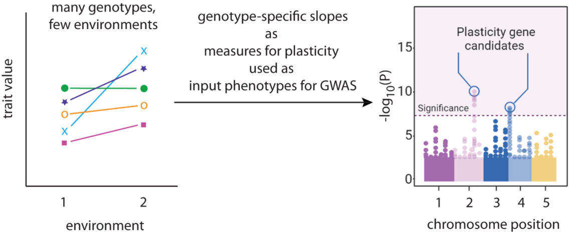 Genotype-specific reaction-norm slopes as input phenotypes for quantitative genetics
