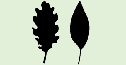 Plasticity of leaf form