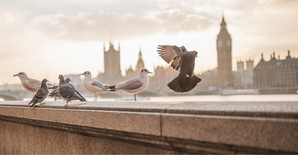 Möwen und Tauben in London