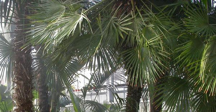 Blick in das Palmenhaus