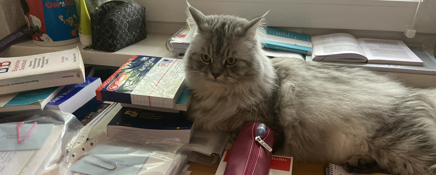 eine sehr flauschige Katze hat sich auf dem Schreibtisch zwsichen Büchern, Ordnern und Notizen breit gemacht