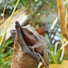 Pfeiffrosch - Eleutherodactylus coqui