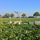 Picture of CRNS and other measuring equipment in a cropped field | Foto: Cosmic Sense consortium