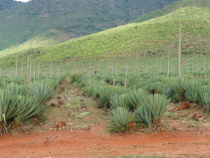 Sisal field in Tanzania
