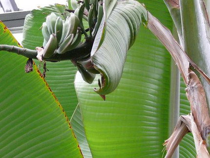 Banane - Musa paradisiaca
