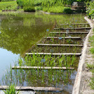 Teich mit neuer Randbepflanzung