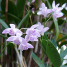 Kings Dendrobium - Dendrobium kingianum