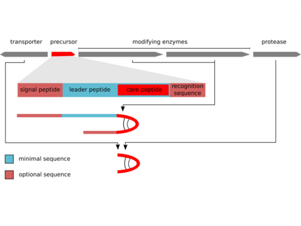 scheme of RiPP biosynthesis