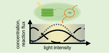 Calvin-Benson cycle in Arabidopsis in response to changing light and nitrogen