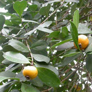 Erbeer-Guave - Psidium cattleianum