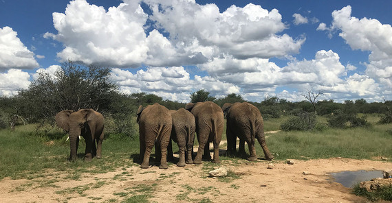 Elephants in the african savannah