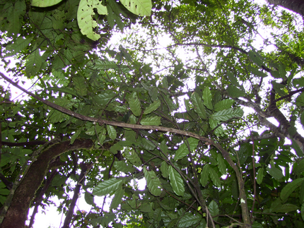 View of green oval leaves