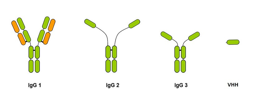 Die verschiedenen kameliden Antikörpersubklassen.