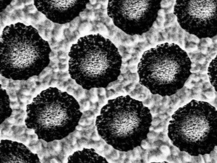 Image of nanomaterial from Dr. Pacholski