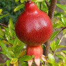 Granatapfel - Punica granatum