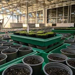 plants in the greenhouse