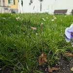 flower in grass