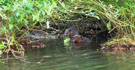 Zwei Jungtiere im Friedensteich des Parks Sanssouci. Foto: Janine Treue.