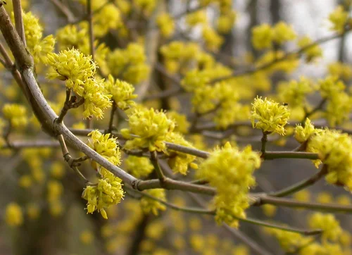 gelbe Blüten der Kornelkirsche