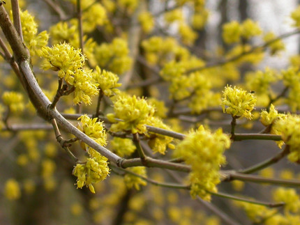 gelbe Blüten der Kornelkirsche