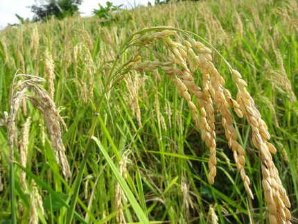 Cereals as the foundation of a good nutrition