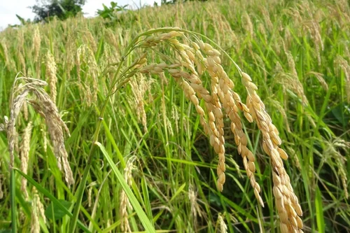 Cereals as the foundation of a good nutrition