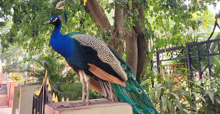 Pfau auf einem Sockel