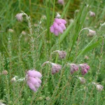 Erica tetralix