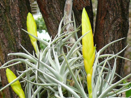 Lottes Tillandsie - Tillandsia lotteae