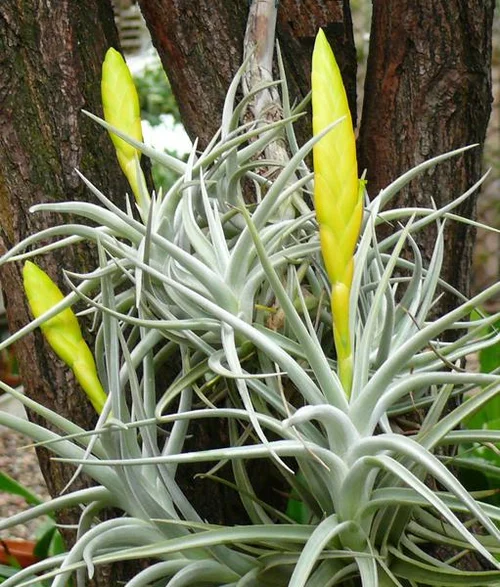 Lottes Tillandsie - Tillandsia lotteae