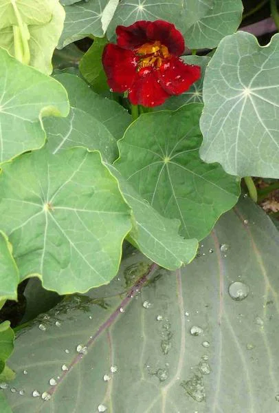 Kapuzinerkresse - Tropaeolum majus