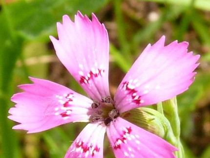 Heide-Nelke - Dianthus deltoides