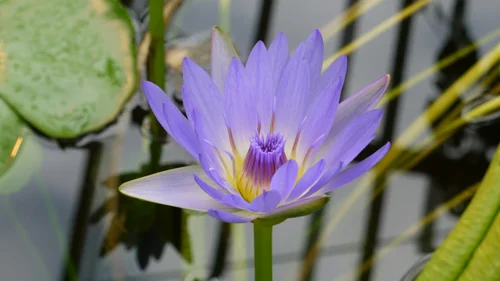 hellblaue Blüte einer tropischen Seerose