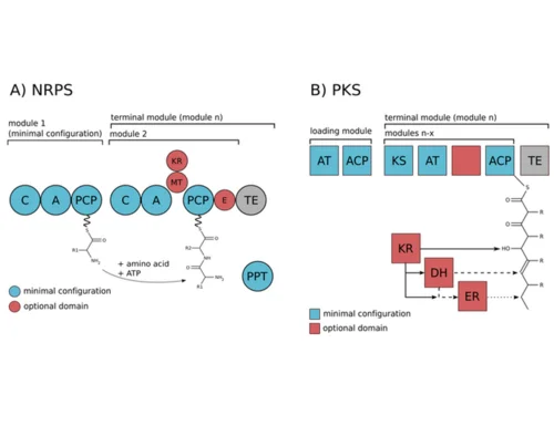 Schematic picture of the modularity of NRPS and PKS enzymatic complexes