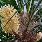 Trithrinaxpalme - Trithrinax brasiliensis
