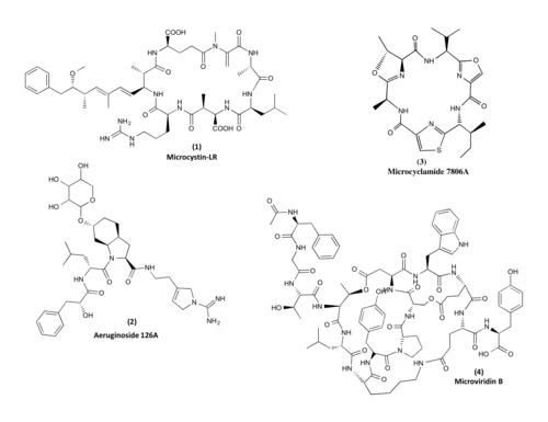 Examples of three different chemical structures of cyanobacterial natural products