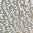 Microscoping a sphagnum moss
