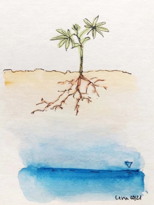 Root Zone