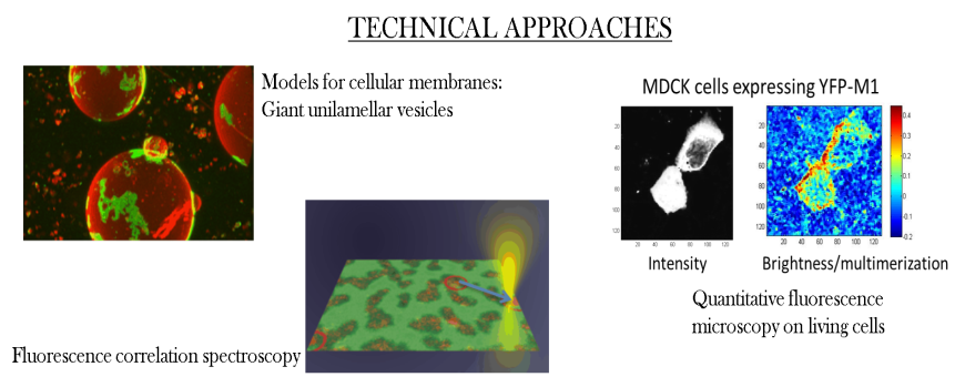Techniques used by our group (quantitative fluorescence microscopy)