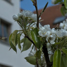 Birne Conny bekommt Bienenbesuch im April 2020.