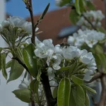 Birne Conny bekommt Bienenbesuch im April 2020.