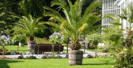 Bild mit großen getopften Palmen vor dem Palmenhaus im Botanischen Garten Potsdam