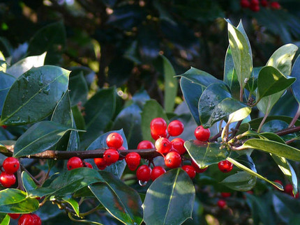 Ilex aquifolium