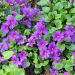 Primula juliae