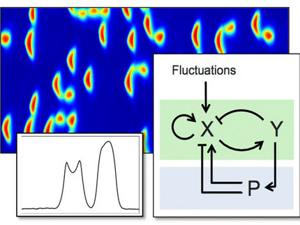 intracellular dynamics