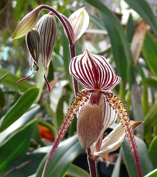 Tropische Venusschuh-Orchidee - Paphiopedilum rothschildianum x philippinense