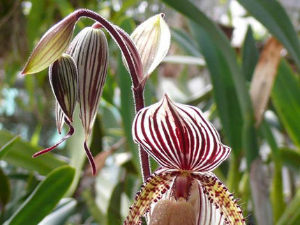 Tropische Venusschuh-Orchidee - Paphiopedilum rothschildianum x philippinense