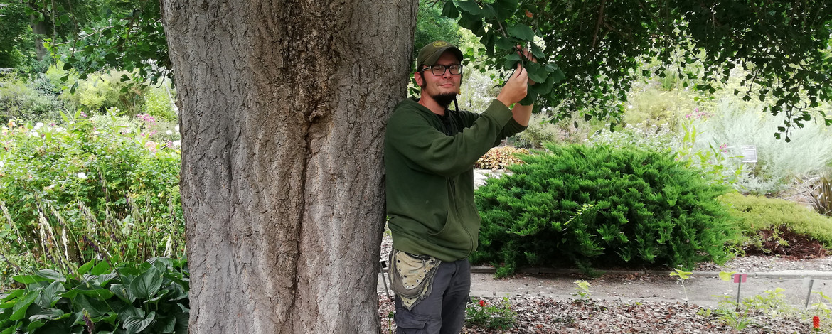 Steffen Ramm am Baumstamm eines Gingkobaumes