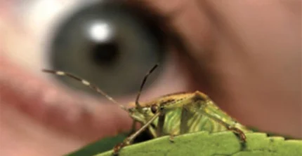Nahaufnahme einer Heuschrecke betrachtet von einem menschlichen Auge im Hintergrund