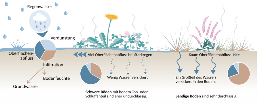 Infografik: Sandige Böden sind durchlässiger als schluff- oder Tonhaltige, schwere Böden. Deshalb kann bei Starkregen mehr Wasser versickern und es kommt nicht so leicht zu Oberflächenabfluss | Grfik: Lisa Angermann